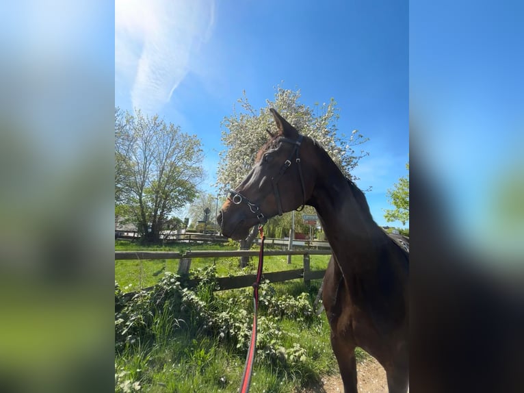 Mecklenburger Warmblut Stute 17 Jahre 173 cm Brauner in Groß Strömkendorf