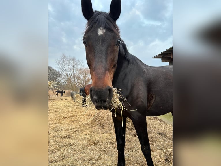 Mecklenburger Warmblut Stute 17 Jahre 173 cm Brauner in Groß Strömkendorf