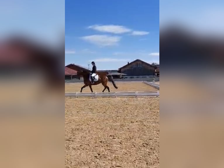 Mecklenburger Warmblut Stute 17 Jahre Brauner in Aying