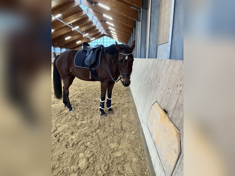 Mecklenburger Warmblut Stute 17 Jahre Brauner in Aying