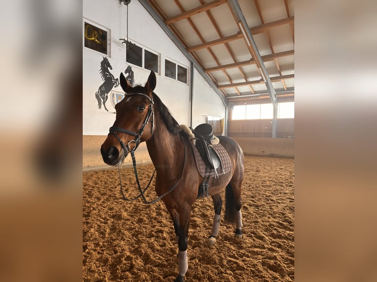 Mecklenburger Warmblut Stute 17 Jahre Brauner in Aying