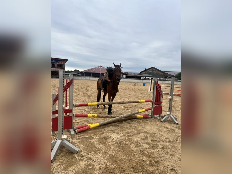 Mecklenburger Warmblut Stute 17 Jahre Brauner in Aying