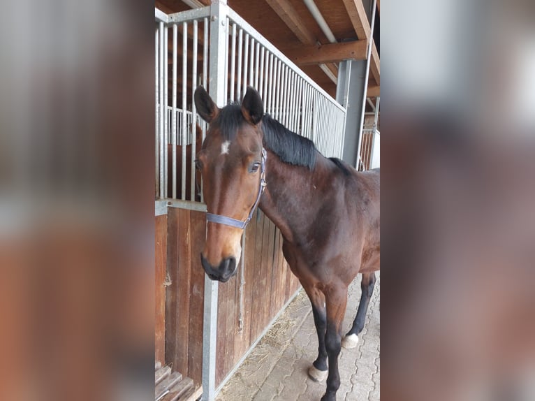 Mecklenburger Warmblut Stute 17 Jahre Brauner in Aying