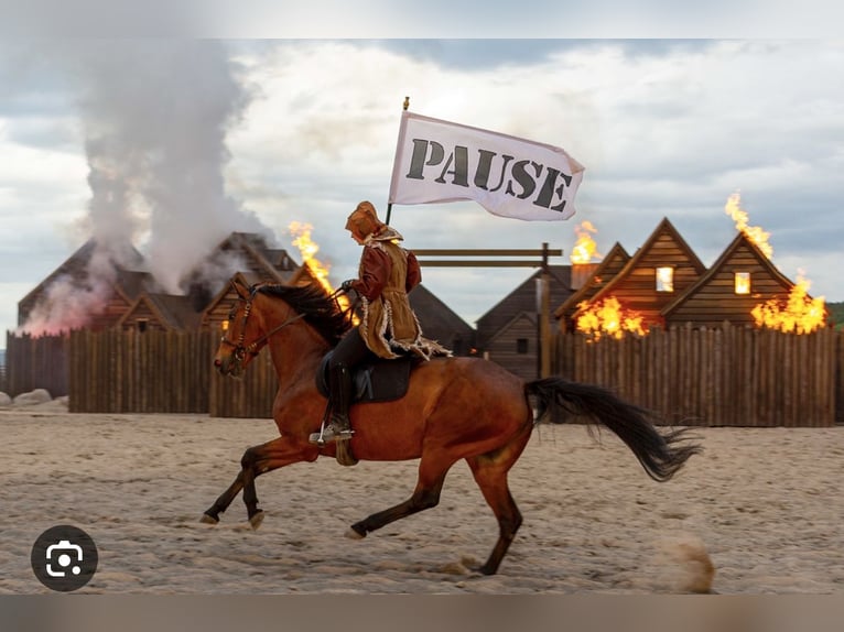 Mecklenburger Warmblut Stute 17 Jahre Brauner in Aying