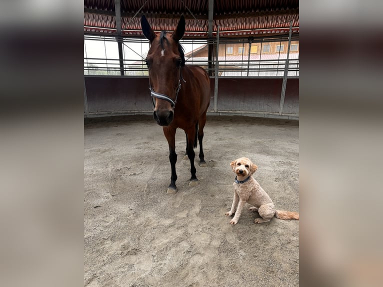 Mecklenburger Warmblut Stute 17 Jahre Brauner in Aying