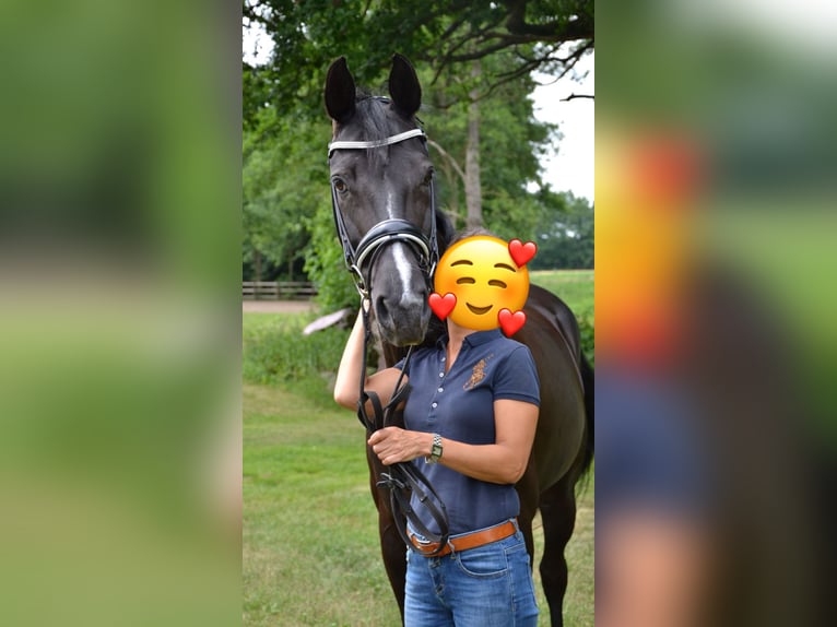Mecklenburger Warmblut Stute 18 Jahre 164 cm Rappe in Preu&#xDF;isch Oldendorf