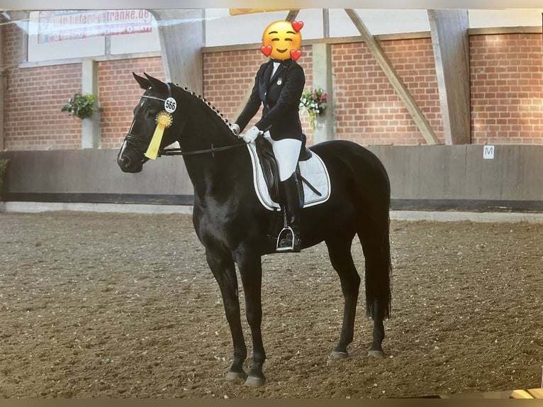 Mecklenburger Warmblut Stute 18 Jahre 164 cm Rappe in Preu&#xDF;isch Oldendorf