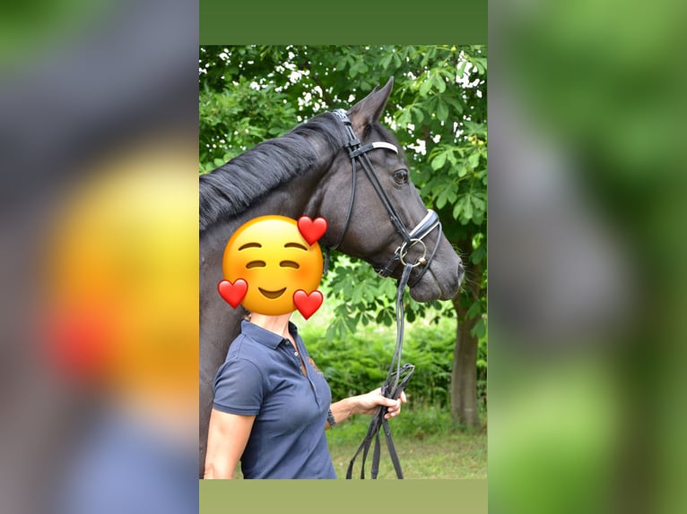 Mecklenburger Warmblut Stute 18 Jahre 164 cm Rappe in Preu&#xDF;isch Oldendorf