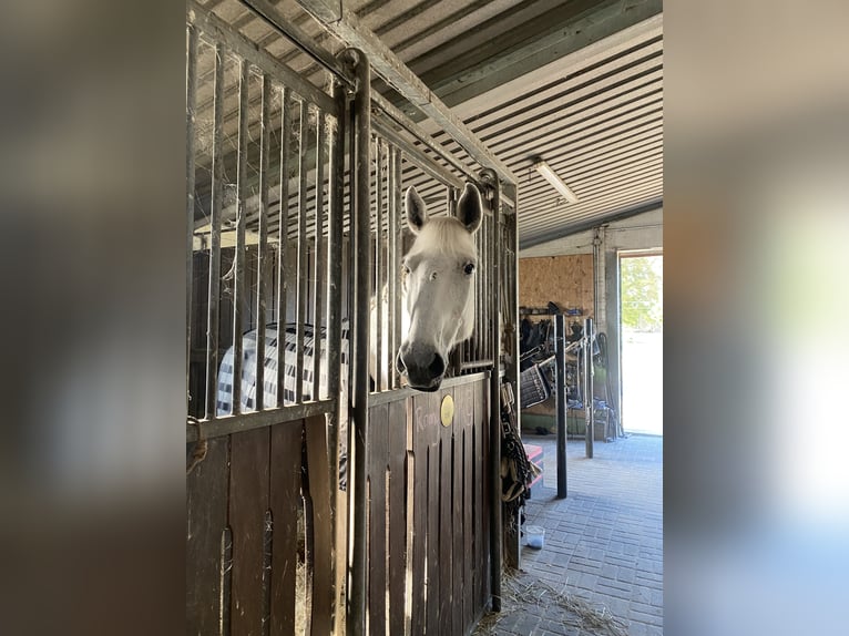 Mecklenburger Warmblut Stute 18 Jahre 168 cm Schimmel in Genthin
