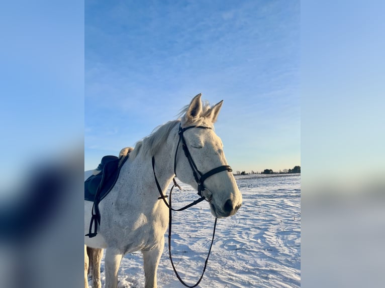 Mecklenburger Warmblut Stute 18 Jahre 168 cm Schimmel in Genthin