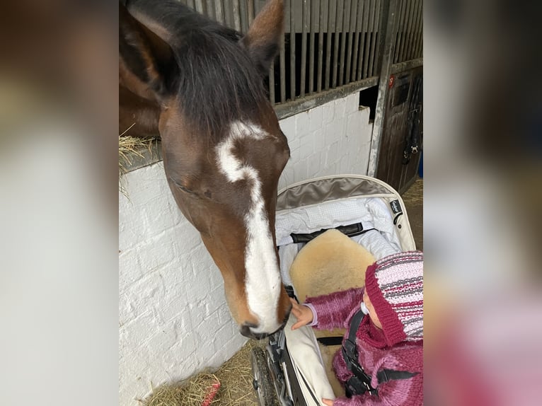 Mecklenburger Warmblut Stute 18 Jahre 170 cm Dunkelbrauner in Havekost