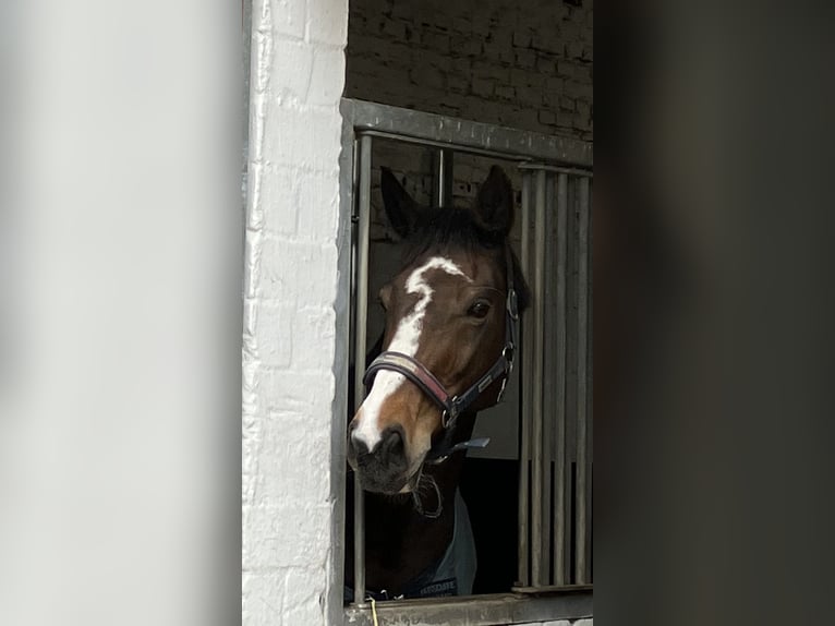 Mecklenburger Warmblut Stute 18 Jahre 170 cm Dunkelbrauner in Havekost