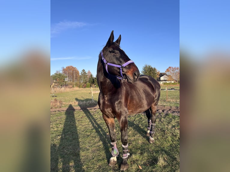 Mecklenburger Warmblut Stute 18 Jahre 175 cm Dunkelbrauner in Pulow