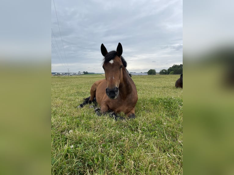 Mecklenburger Warmblut Stute 19 Jahre 163 cm Brauner in Wilhermsdorf