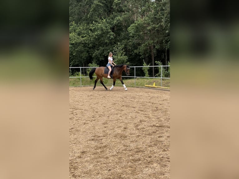 Mecklenburger Warmblut Stute 19 Jahre 163 cm Brauner in Wilhermsdorf