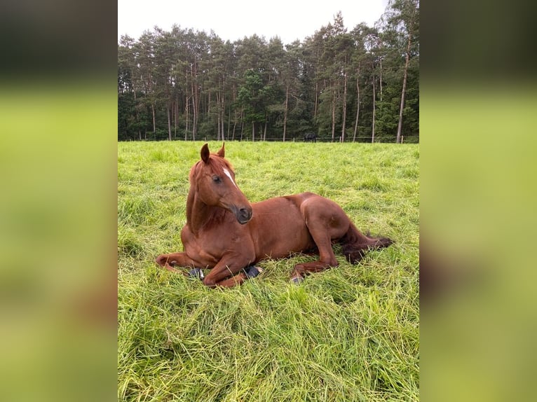 Mecklenburger Warmblut Stute 19 Jahre 164 cm Dunkelfuchs in Schlo&#xDF; Holte-Stukenbrock