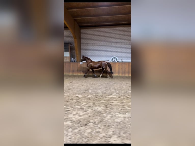 Mecklenburger Warmblut Stute 19 Jahre 164 cm Dunkelfuchs in Schlo&#xDF; Holte-Stukenbrock
