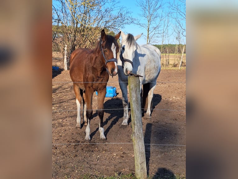 Mecklenburger Warmblut Stute 1 Jahr 160 cm Kann Schimmel werden in Bresegard b Picher