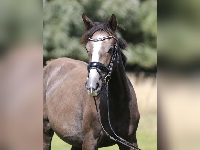 Mecklenburger Warmblut Stute 1 Jahr 160 cm Schimmel in Häschendorf