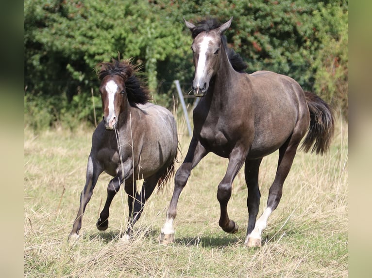 Mecklenburger Warmblut Stute 1 Jahr 160 cm Schimmel in Häschendorf