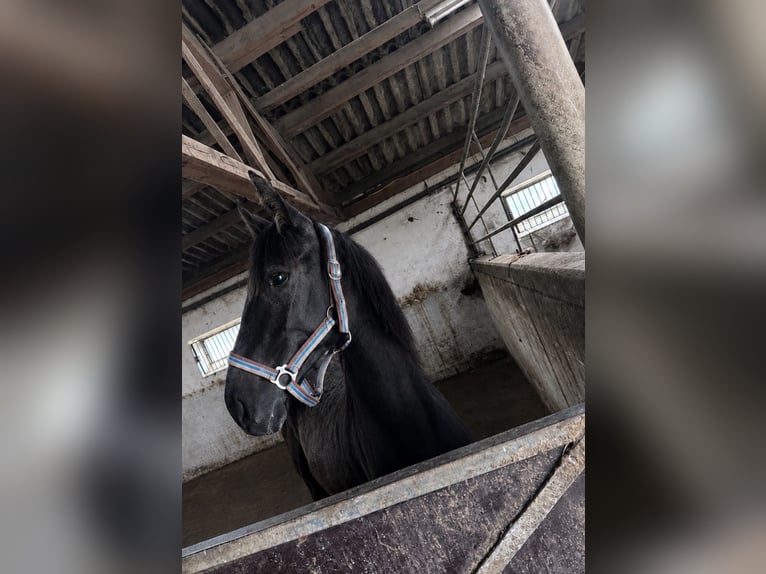 Mecklenburger Warmblut Mix Stute 1 Jahr 163 cm Rappschimmel in Rosendahl