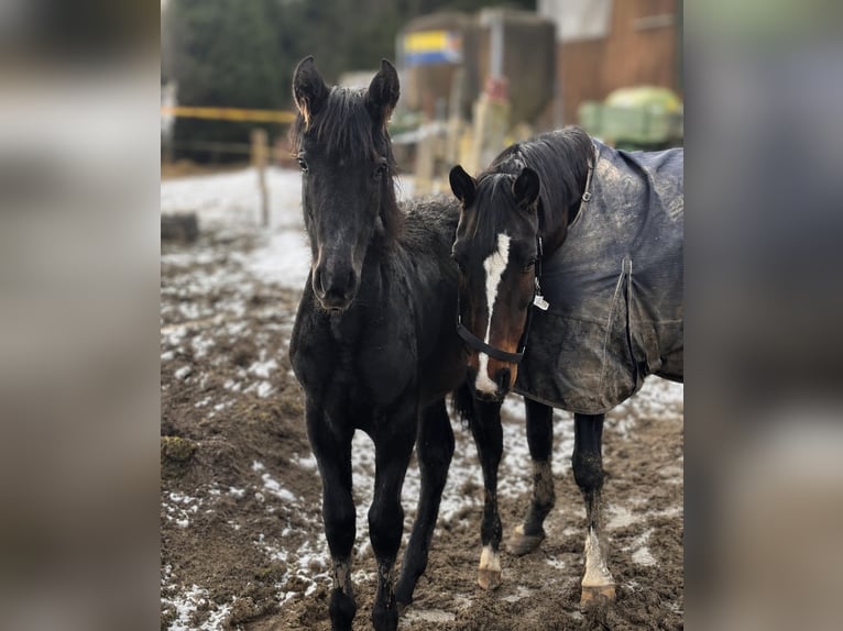 Mecklenburger Warmblut Mix Stute 1 Jahr 163 cm Rappschimmel in Rosendahl
