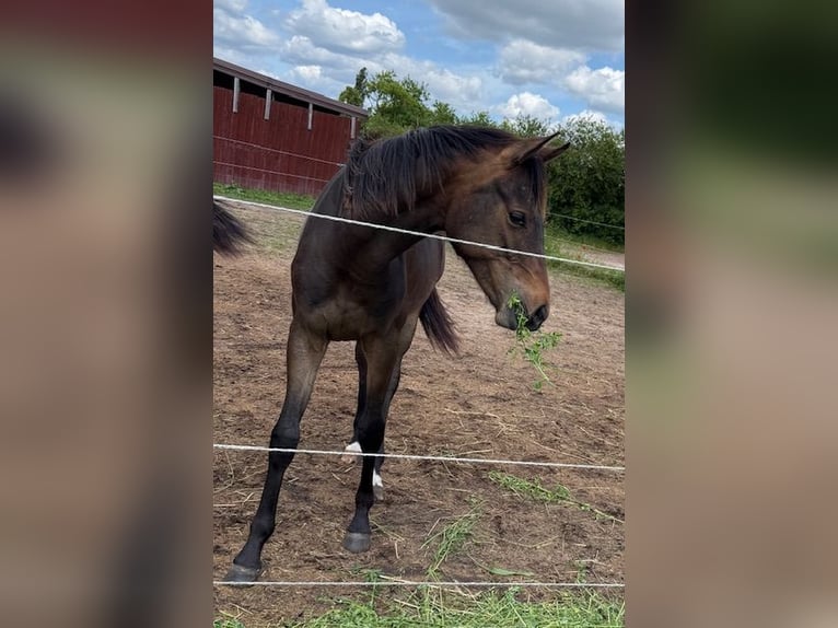 Mecklenburger Warmblut Stute 1 Jahr 165 cm Brauner in Schmolde