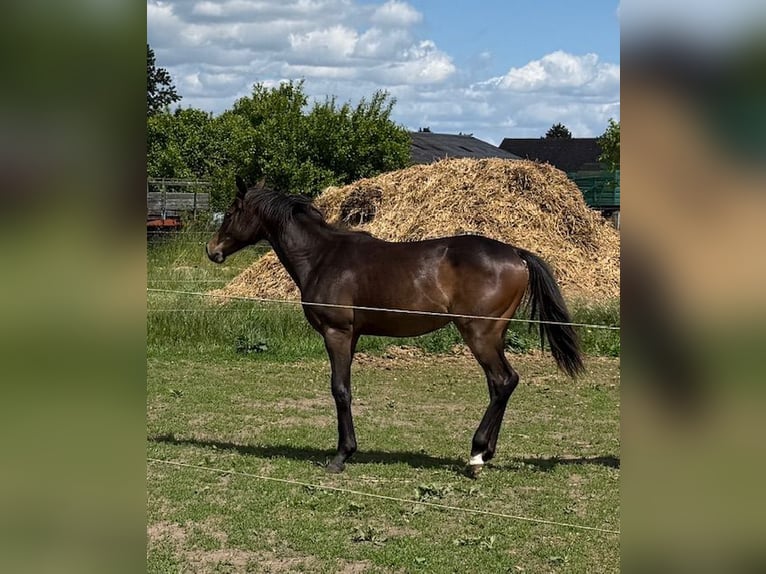 Mecklenburger Warmblut Stute 1 Jahr 165 cm Brauner in Schmolde