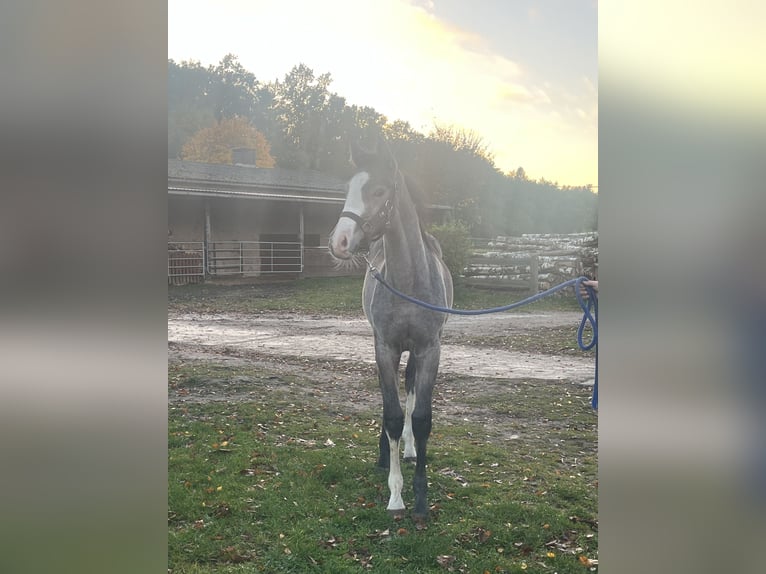 Mecklenburger Warmblut Stute 1 Jahr 165 cm Schimmel in Bützow