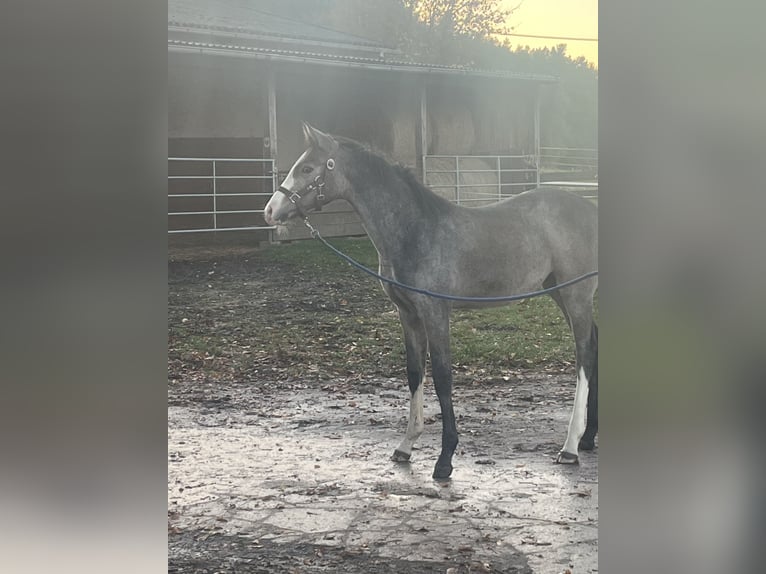 Mecklenburger Warmblut Stute 1 Jahr 165 cm Schimmel in Bützow