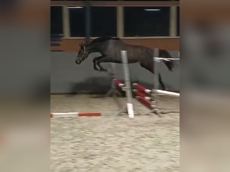 Mecklenburger Warmblut Stute 1 Jahr 168 cm Schimmel in Papenhagen