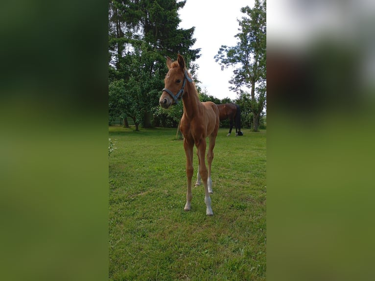 Mecklenburger Warmblut Stute 1 Jahr 170 cm Dunkelfuchs in Langsdorf