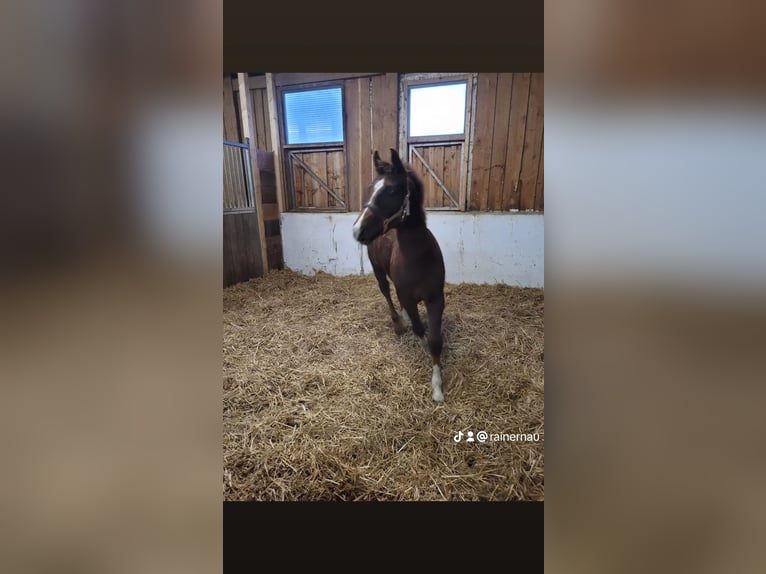 Mecklenburger Warmblut Stute 1 Jahr 170 cm in Frankenberg (Eder)