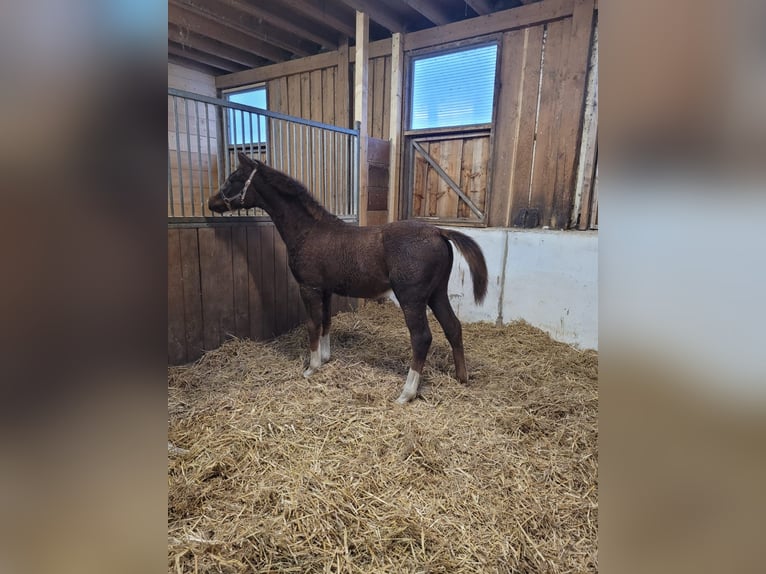 Mecklenburger Warmblut Stute 1 Jahr 170 cm in Frankenberg (Eder)
