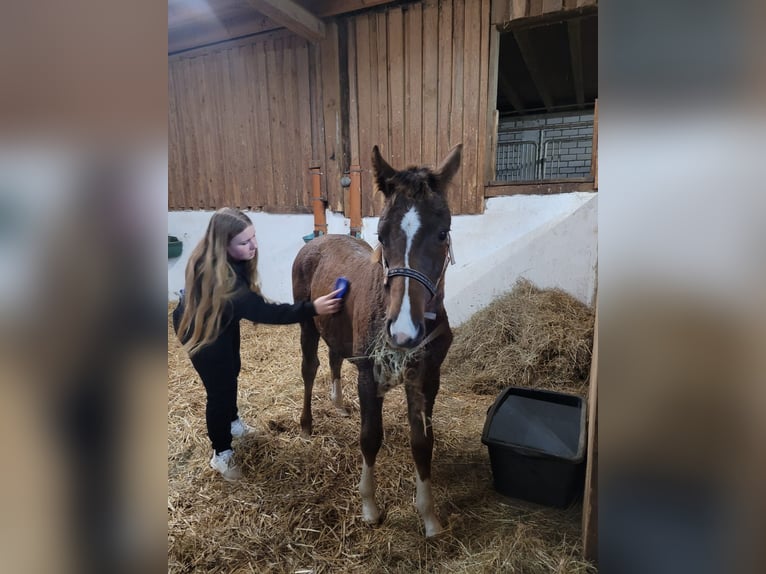 Mecklenburger Warmblut Stute 1 Jahr 170 cm in Frankenberg (Eder)