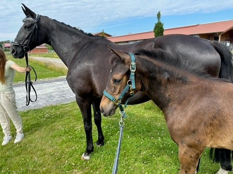 Mecklenburger Warmblut Stute 1 Jahr Dunkelbrauner in Loddin