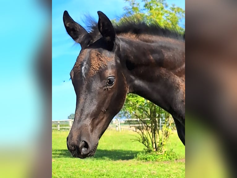 Mecklenburger Warmblut Stute 1 Jahr Rappe in Hagebök