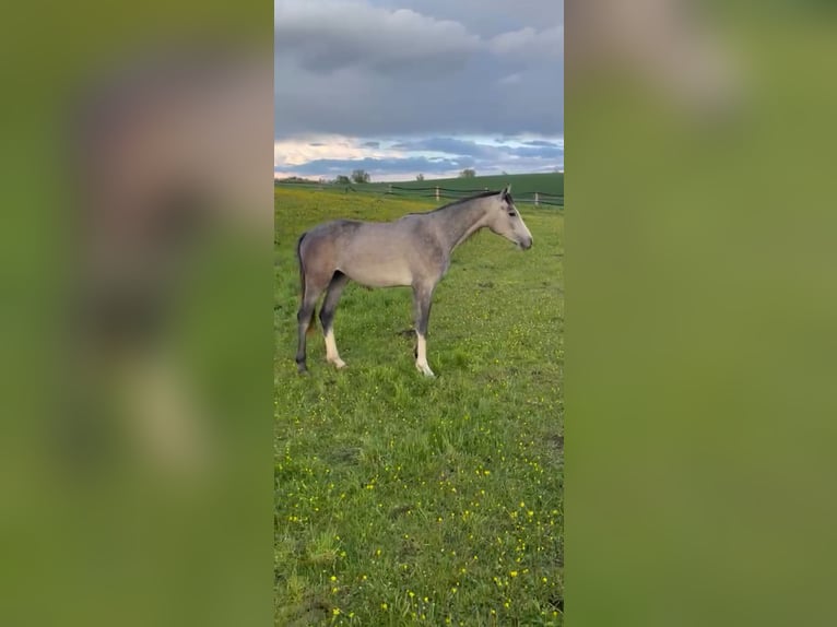 Mecklenburger Warmblut Stute 2 Jahre 160 cm Kann Schimmel werden in Bützow