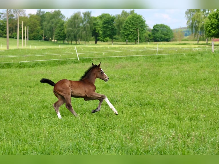 Mecklenburger Warmblut Stute 2 Jahre 160 cm Kann Schimmel werden in Bützow