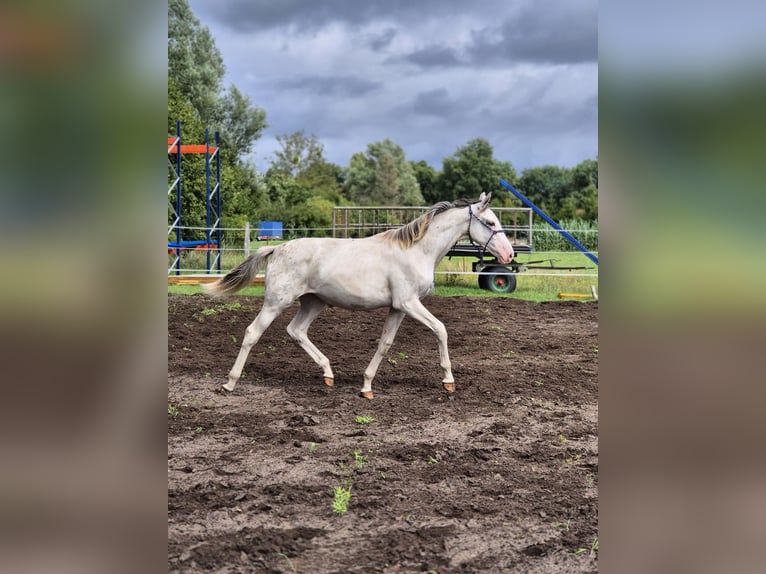 Mecklenburger Warmblut Stute 2 Jahre 165 cm White in Neustadt-Glewe
