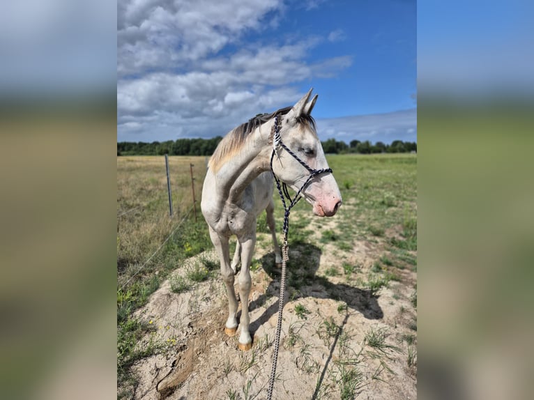 Mecklenburger Warmblut Stute 2 Jahre 165 cm White in Neustadt-Glewe