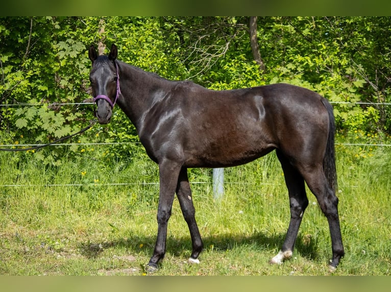 Mecklenburger Warmblut Stute 2 Jahre 166 cm Schwarzbrauner in Mirow