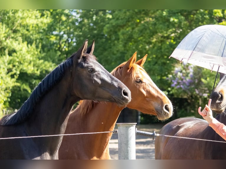Mecklenburger Warmblut Stute 2 Jahre 166 cm Schwarzbrauner in Mirow