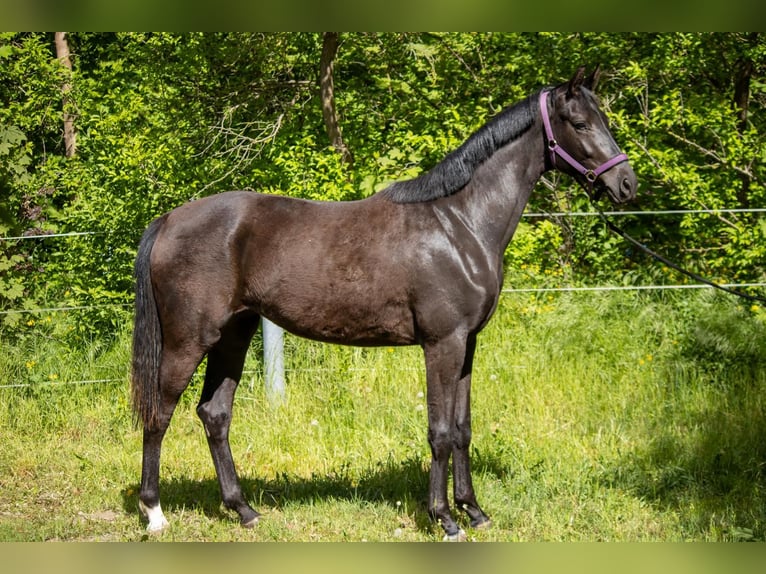 Mecklenburger Warmblut Stute 2 Jahre 166 cm Schwarzbrauner in Mirow