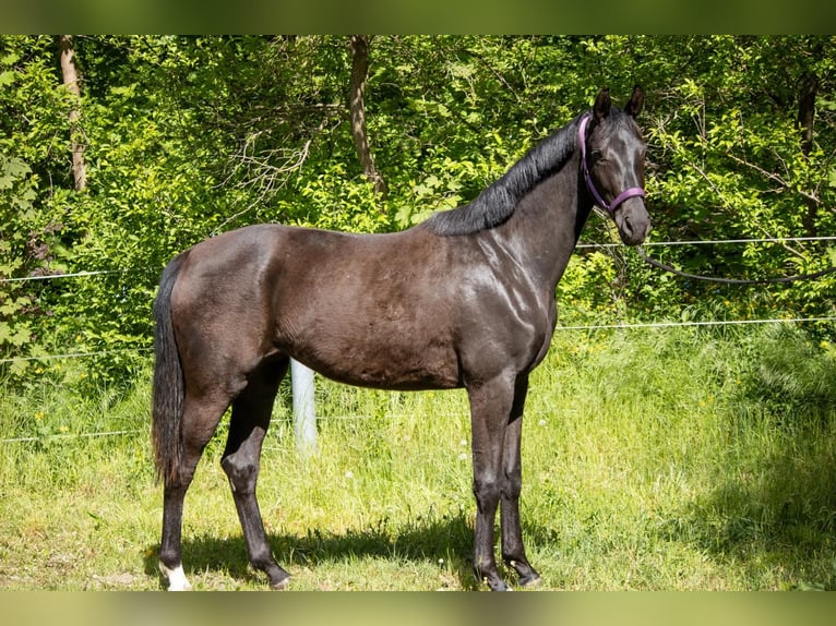 Mecklenburger Warmblut Stute 2 Jahre 166 cm Schwarzbrauner in Mirow