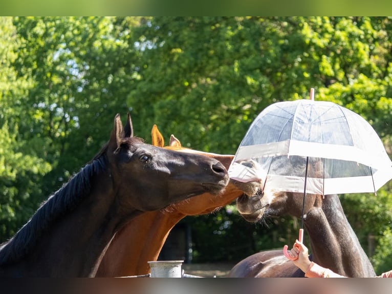 Mecklenburger Warmblut Stute 2 Jahre 166 cm Schwarzbrauner in Mirow