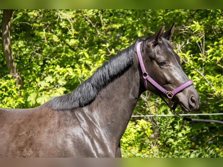 Mecklenburger Warmblut Stute 2 Jahre 166 cm Schwarzbrauner in Mirow