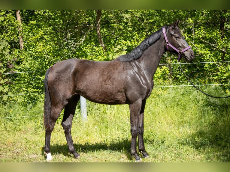 Mecklenburger Warmblut Stute 2 Jahre 166 cm Schwarzbrauner in Mirow