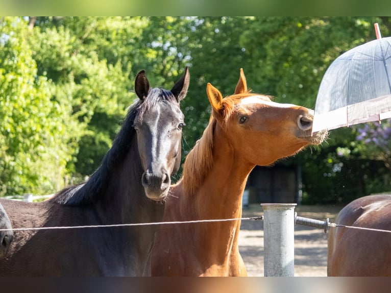 Mecklenburger Warmblut Stute 2 Jahre 166 cm Schwarzbrauner in Mirow
