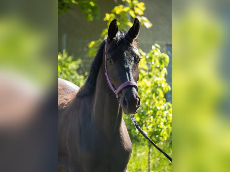 Mecklenburger Warmblut Stute 2 Jahre 166 cm Schwarzbrauner in Mirow